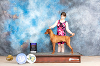 Vizsla #5 Sun BOBOHBOB Judge Edweena (Teddy) McDowell