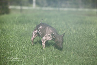 American Hairless Joanne Lima Lakeland FL Aug 2013