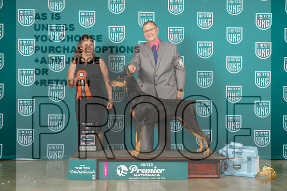Doberman Pinscher #623 Thurs T10BOB Judge Tricia TillMJP_6527_Premier2023_HR3