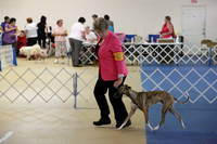 Whippet Hutto July 2013