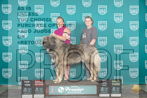 Caucasion Ovcharka #1150 Sun G3 Judge Tracie Karsjens__JP_3215_Premier_2024_HR3