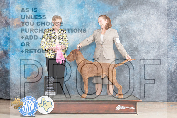 Vizsla Wirehaired #5 OHG1 Judge Edweena (Teddy) McDowellMJP_1048_Abilene_2023_HR3