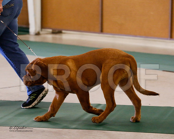 Dogue-8472-NormNov13-HR