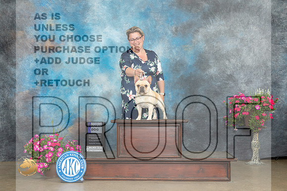 French Bulldog #5 Sun WD Judge Pat Trotter_MJ_7063_ARK2023_HR3