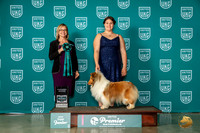Shetland Sheepdog #439 Thur HonMen Judge Felicity Trammell