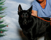 German Shepherd Dog #? Sun Cusom Judy Malone