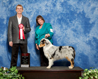 Australian Shepherd #173 Sun BOS Stacy Selman Judge Bruce Barnes
