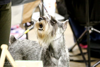 Standard Schnauzer Sat S1 Ring