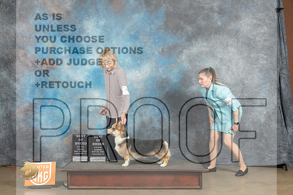 Pembroke Welsh Corgi #153 Sun BOB R Junkins Fri MJulienMJP_2609_UKCLNVWMAY2023_HR3