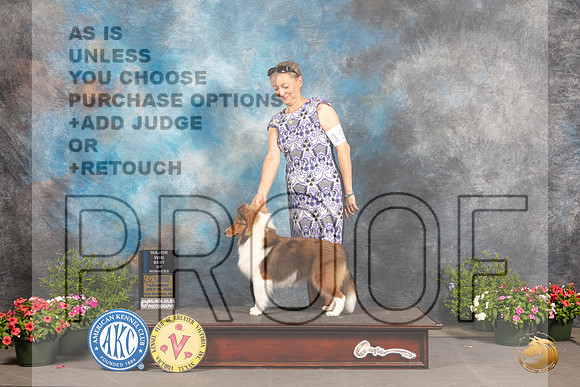 Shetland Sheepdog #15 Sat Judge Allen Odom_MJ_0125_SA_2022_HR3