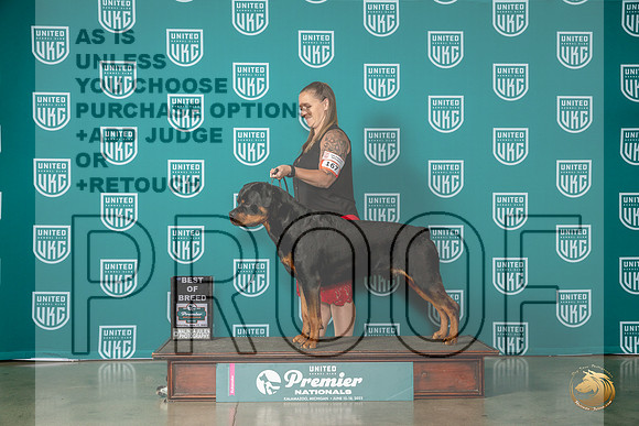 Rottweiler #167 Sat BOB Judge Ron HornMJP_5117_Premier2023_HR3