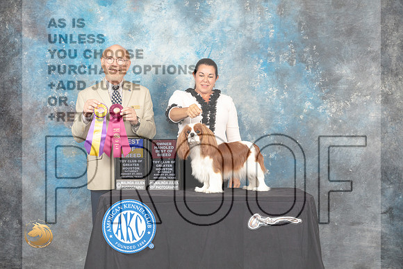Cavalier King Charles Spaniel #8 Sat BOBOHBOB Judge Tim Robbins_MJ_0189_HstnTOY_2022_HR3