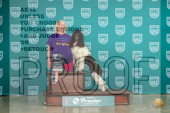 Poodle Std MC #909 Sat BegAgilityMJP_5384_Premier2023_HR3