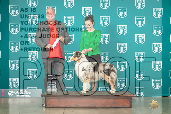 Australian Shepherd #397 Fri RCH Judge Matthew Proctor-MJP_4592e-Premier2023-HR3