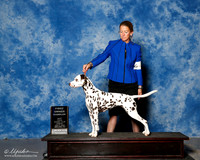 Dalmatian #6 Sun OH G1 Rodes Jana and richard Backer And Peter Johnson