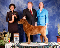 Chesapeake Bay Retriever #10 Sun AOH G2 Misegadis Melvin L &Lynda K Judge L Clark