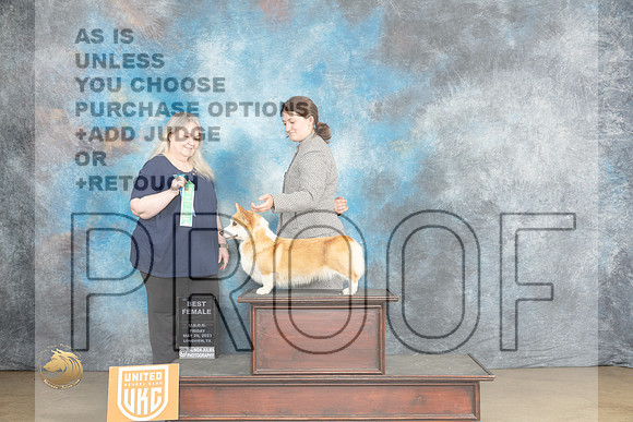 Pembroke Welsh Corgi #126 FRi BF Judge Malinda JulienMJP_2048_UKCLNVWMAY2023_HR3