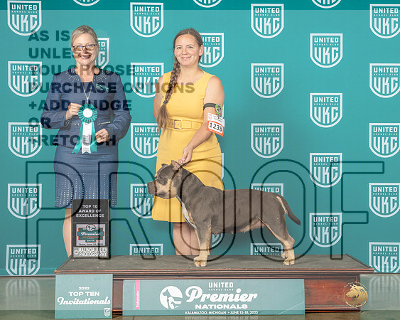 American Bully #1238 Thur AOE Judge Felicity Trammell-MJP_4051e-Premier2023-HR3