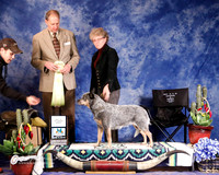 Australian Cattle Dog #16 Fri Best Veteran Sweeps 10yrs and Older Casey Deborah Judge D Meyer