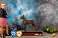 Xolo #19 Fri BOWNCh Judge Robert Shreve
