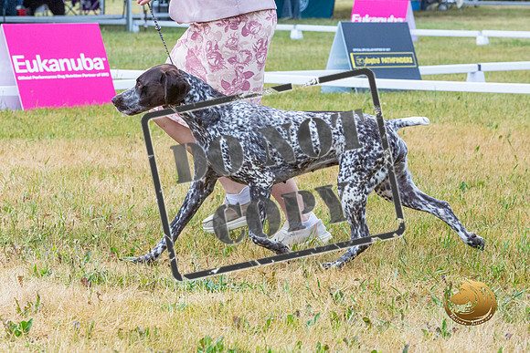 German Shorthaired Pointer Ring Wed_JJL_9366-Premier2023
