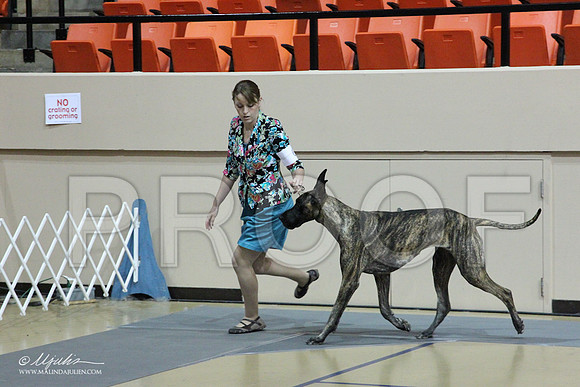 GreatDane-0467LR
