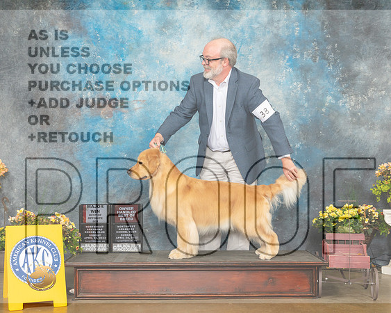 Golden Retriever #38 Sun BOSOHBOB Judge Laurie Telfair-MMJ_1266-NWARK2022-HR3