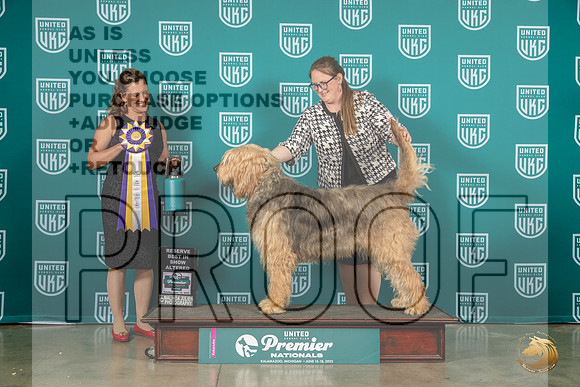 Otterhound #1299 Sun ARBIS Judge Tricia TillMJP_6531_Premier2023_HR3