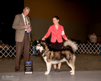 Alaskan Malamute #9 Fri BOW Moore Stacey Judge Jon cole