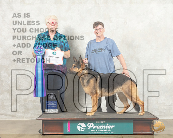 German Shepherd Dog #210 ABOB Judge Karen Cattin_MMJ_6677_Premier_2022_HR3