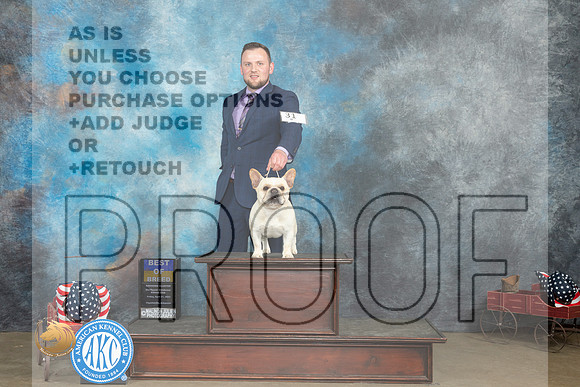French Bulldog #31 Fri BOB Judge Jacqueline L Stacy r_MJ_6254_ARK2023_HR3