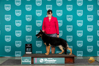 German Shepherd Dog #870 Thur T10AOE Judge Stehpanie Mueller
