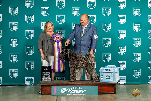 Kerry Blue Terrier #895 Sat BIS Judge Tracey Kallas-MJP_5501-Premier2023-HR3