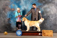Golden Retriever #16 Wed BOB Judge Pluis Davern