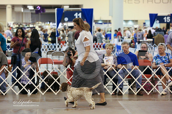 lagotto-6162-HR