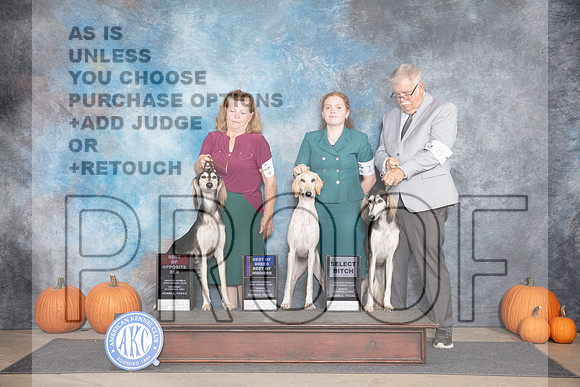 Saluki Fun BOS BOB SD M Judge Ann Roth__JP_9348_Humble_2024_HR3