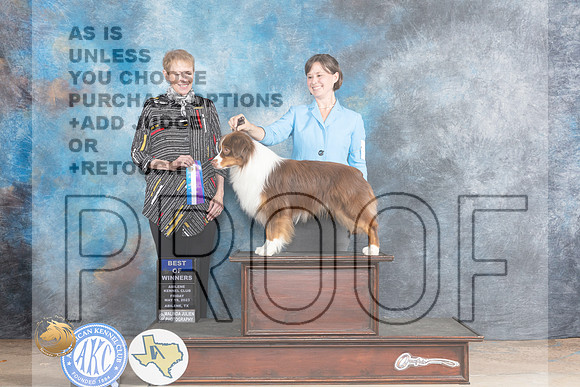 Miniature American Shepherd #7 Fri BOW Judge Edweena (Teddy) McDowellMJP_0412_Abilene_2023_HR3