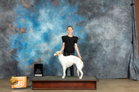 Silken Windhound #247 Best of the Best Jr.