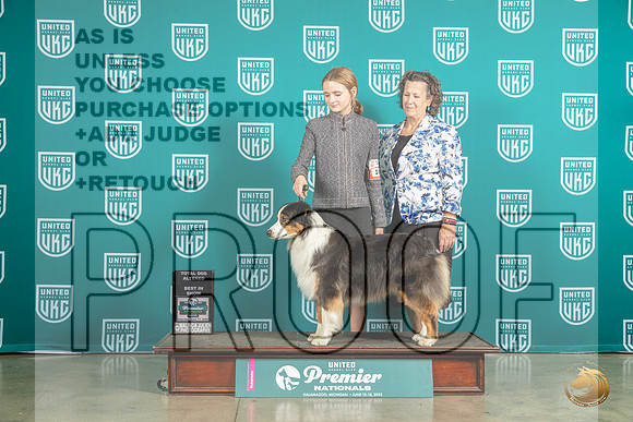 Australian Shepherd #163 Sat ATDBIS Judge Renee StrongMJP_6009_Premier2023_HR3