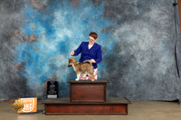 Icelandic Sheepdog #420 Sun PBIS Judge Ronny Junkins