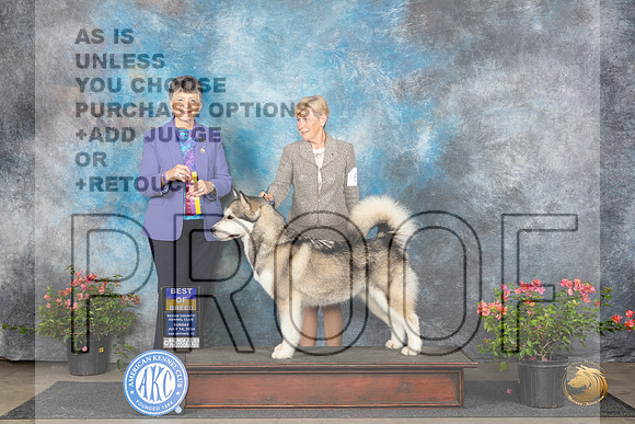 Alaskan Malamute #6 Sun BOB Judge Christine Martinez__JP_6052_San Antonio_2024_HR3