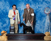 Miniature Schnauzers #6 Sat Maj BOW Fry Shirley Judge Dr Al Pertuit