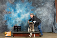 Silken Windhound #179 Sun G2CH Judge Matthew Proctor