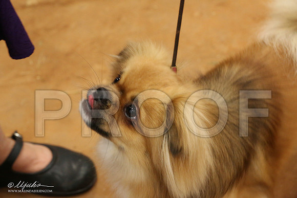Tibbie-1774-Tex2013 HR3