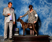 Boxer #9 Sat WD Duckett Amanda Dawn Judge Forastieri Gonzalez