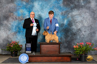 Norwich Terrier #33 Sun SD Judge John F Booth