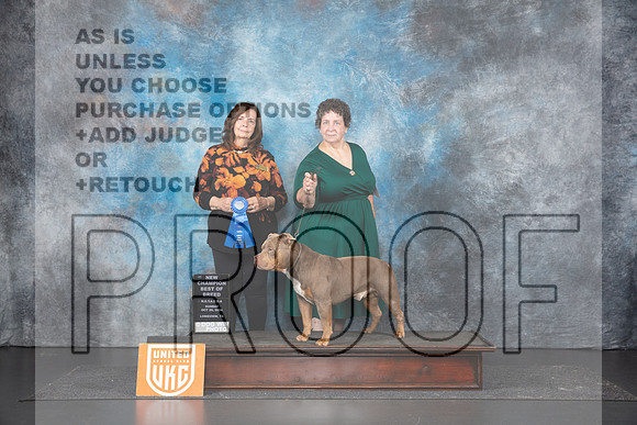 American Bully #312 G1 Judge Sandra Phillips__JP_1511_UKCLNGVIEWOCT2024_2024_HR3