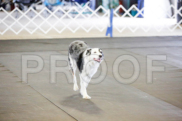 _CA_0494-DFWLabNov2015-©JulienLambertphoto.com-HR3