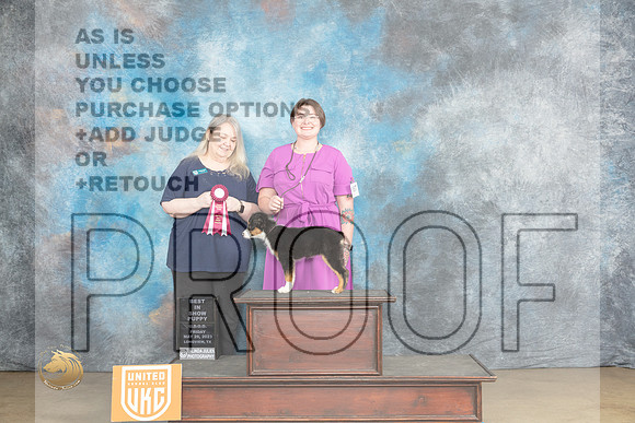 Miniature American Shepherd #187 Fri PBIS Judge Malinda JulienMJP_2120_UKCLNVWMAY2023_HR3