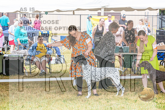 German Shorthaired Pointer Wed Rings_JJL_0020_Premier2023